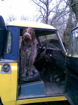 The wonderful Dennis the Dog